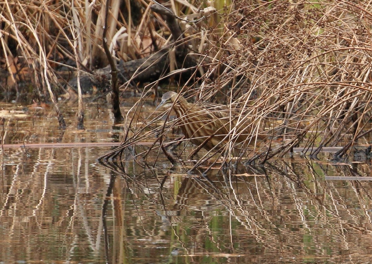 American Bittern - ML277037721