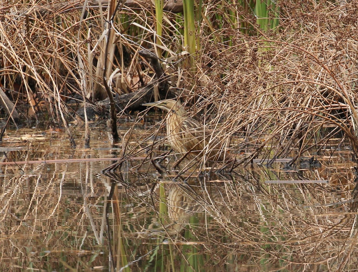 American Bittern - ML277037741