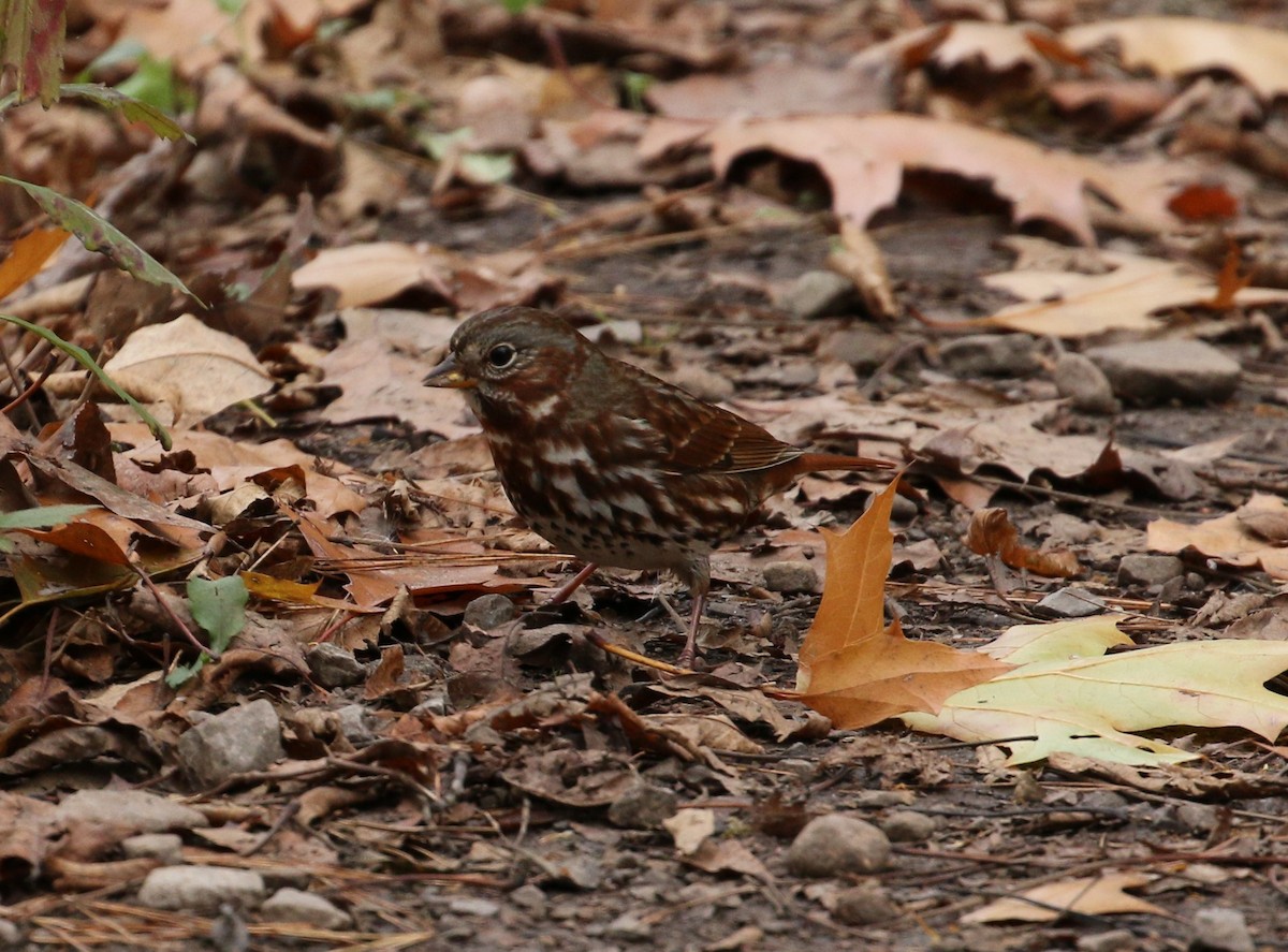 Fox Sparrow - ML277037751