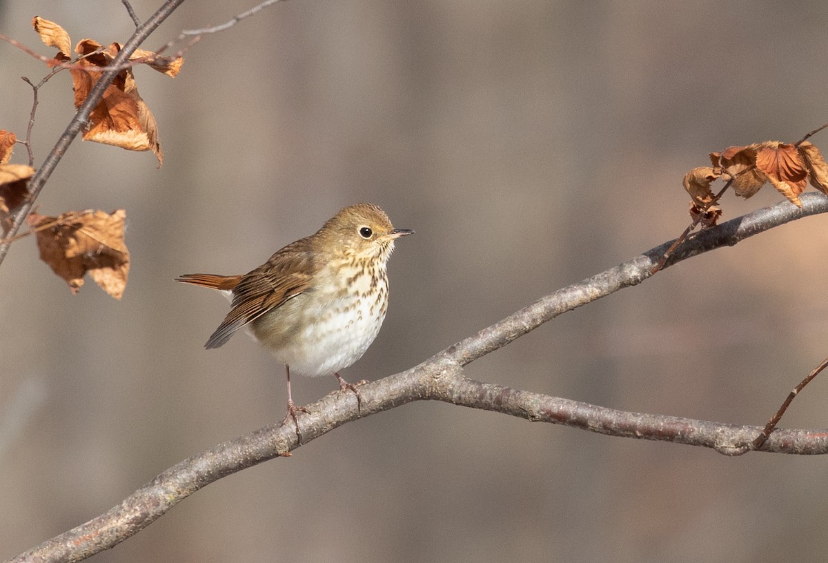 Hermit Thrush - ML277040111