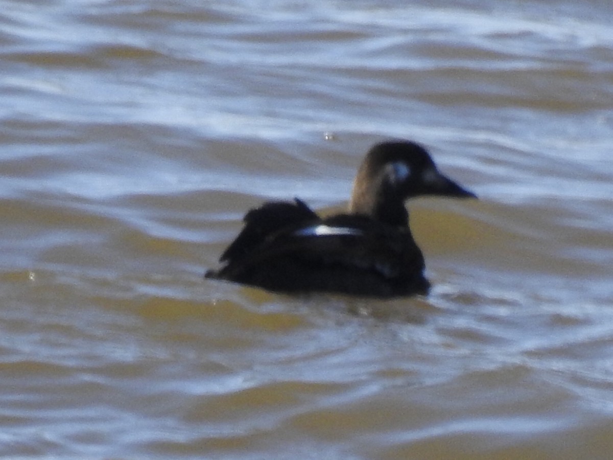 White-winged Scoter - ML277041391