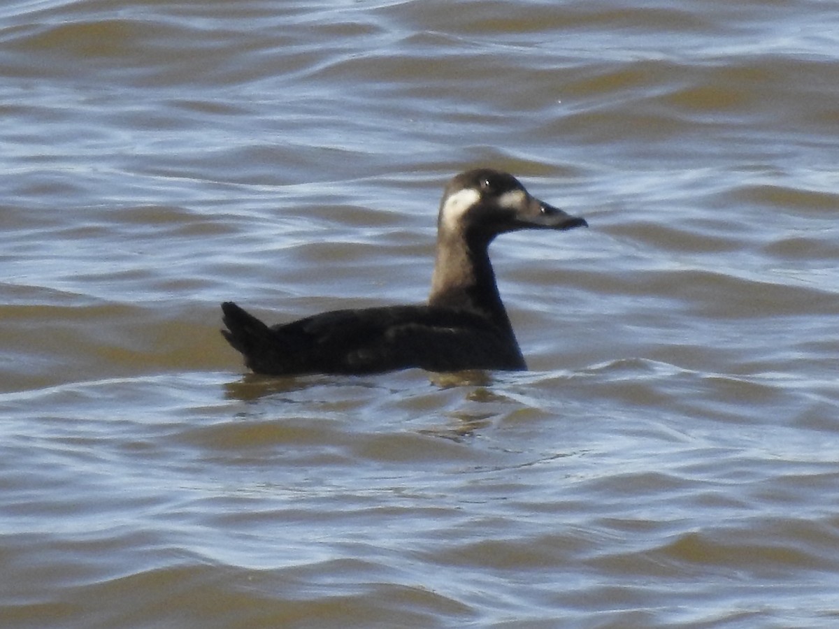 White-winged Scoter - ML277041401