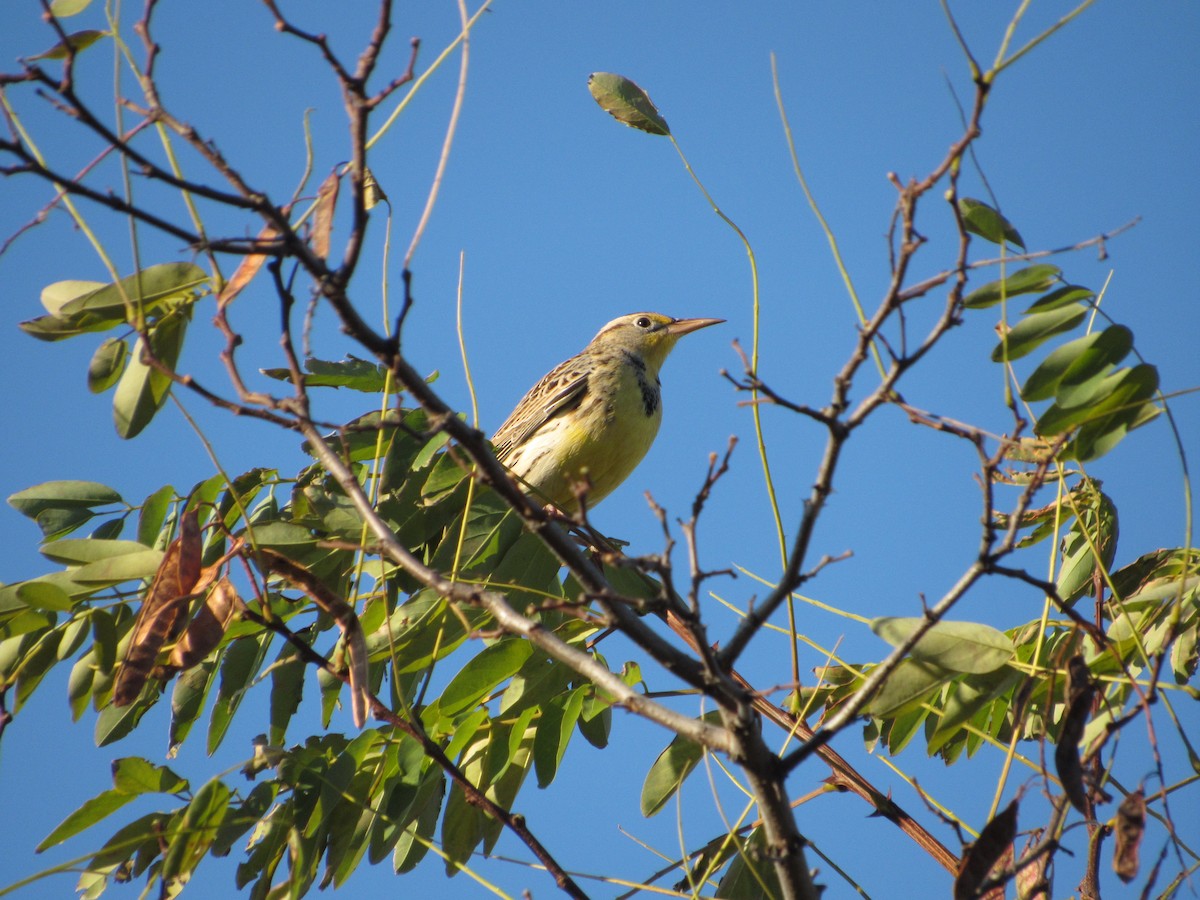 Western Meadowlark - ML277042081
