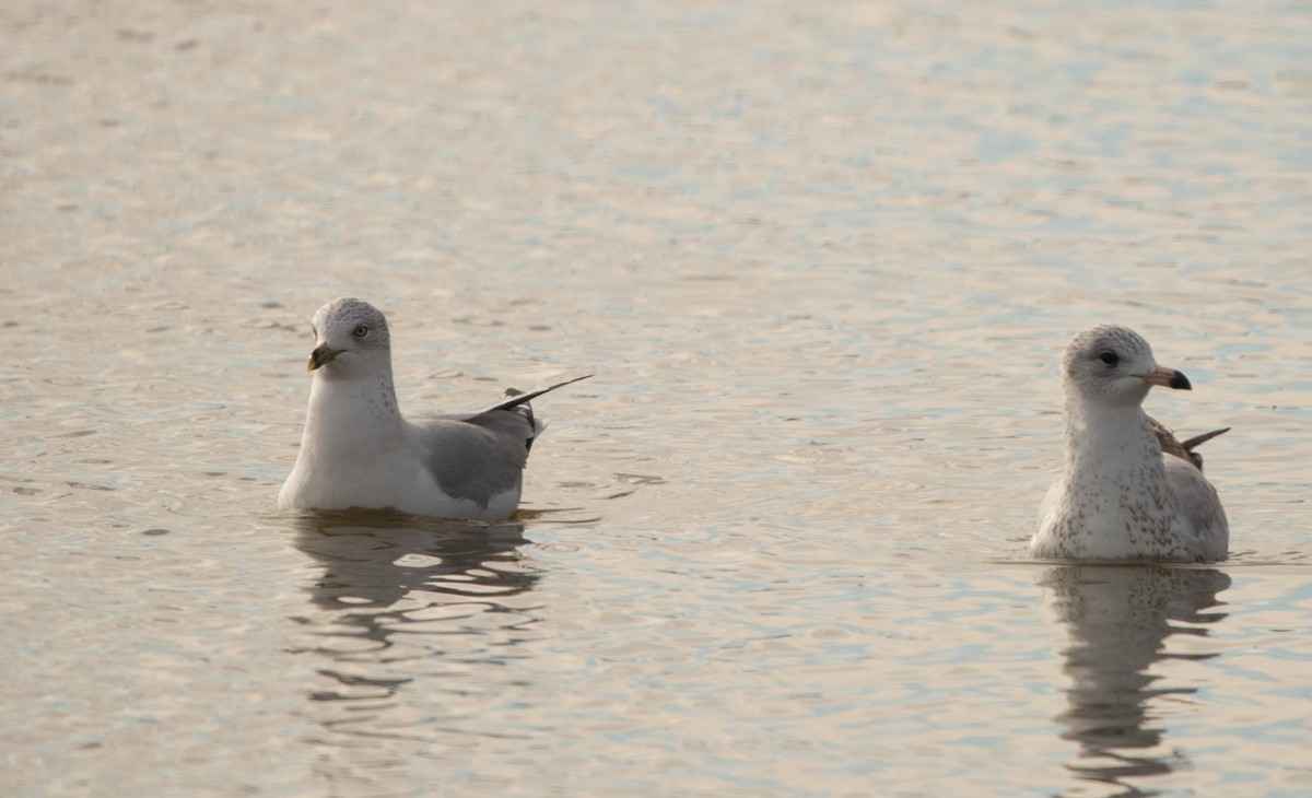 Ring-billed Gull - Corry Clinton