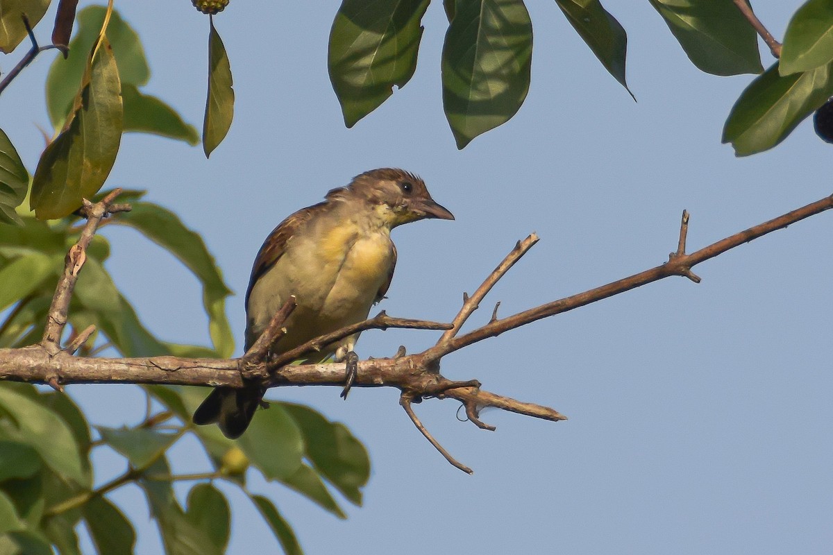 Greater Honeyguide - ML277044591