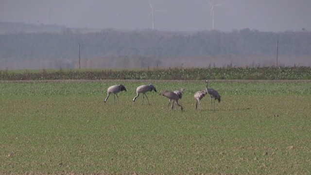 Common Crane - ML277044871