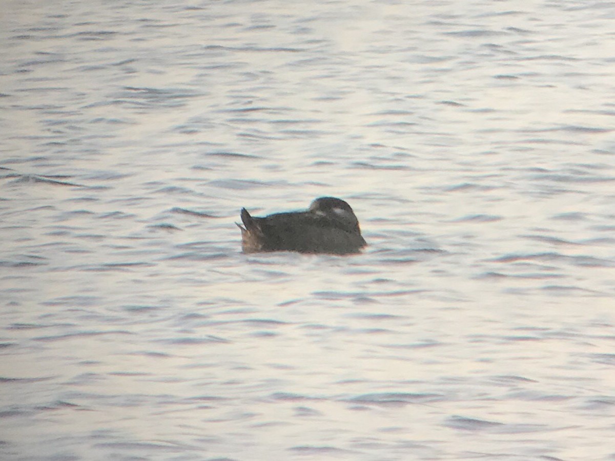Surf Scoter - ML277045131