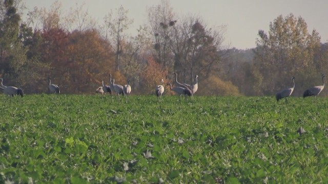 Common Crane - ML277045591