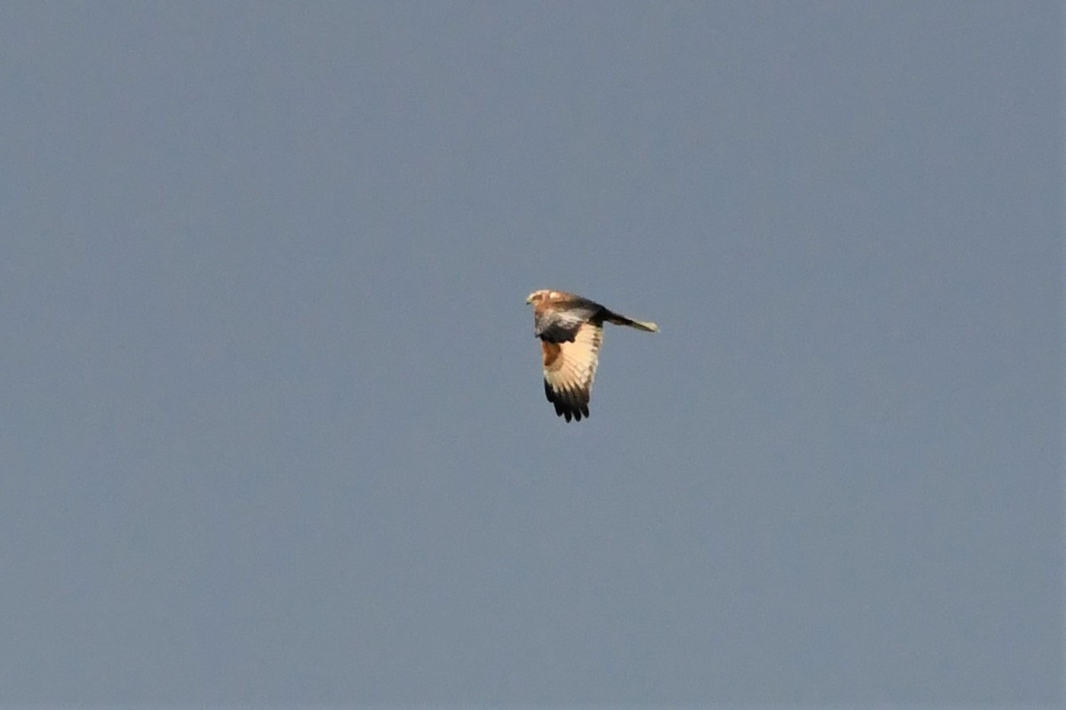 Western Marsh Harrier - ML277045671