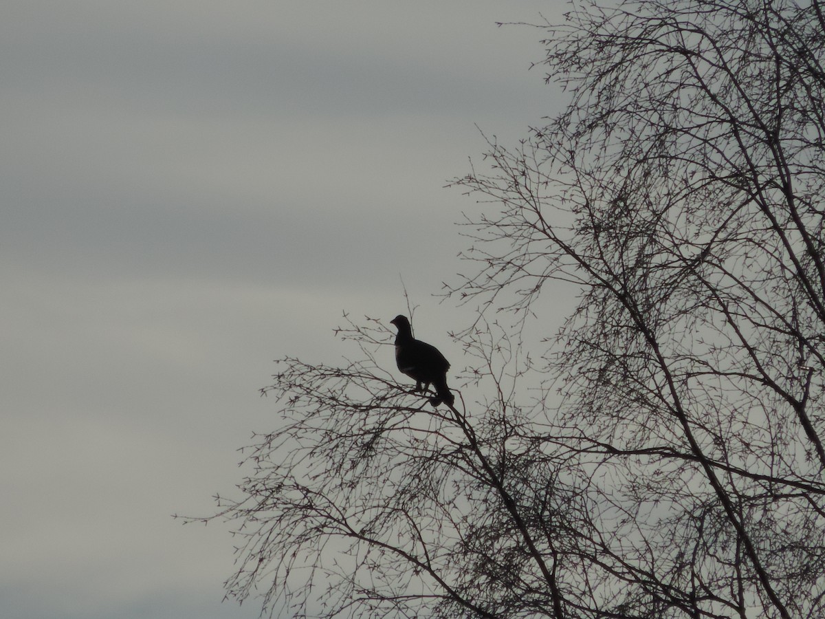 Black Grouse - ML277045801