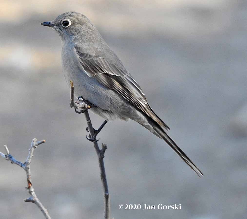 Townsend's Solitaire - ML277046601