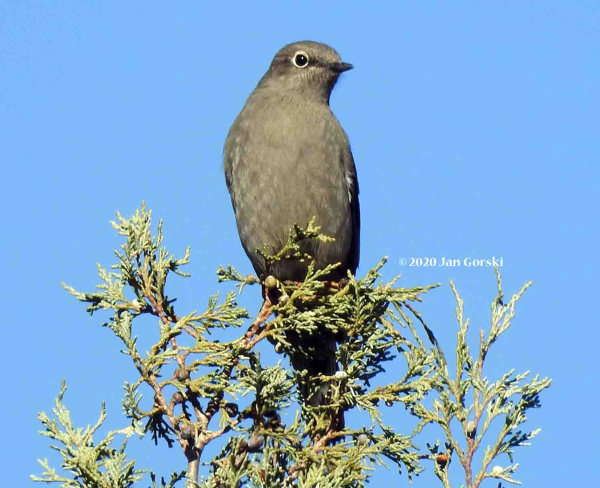 Townsend's Solitaire - ML277046621