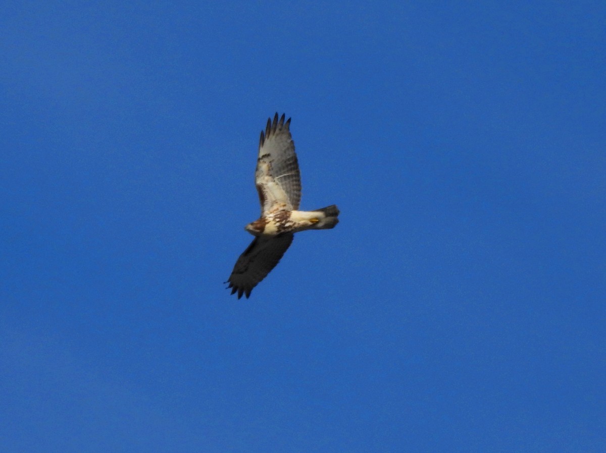 Red-tailed Hawk - ML277047081
