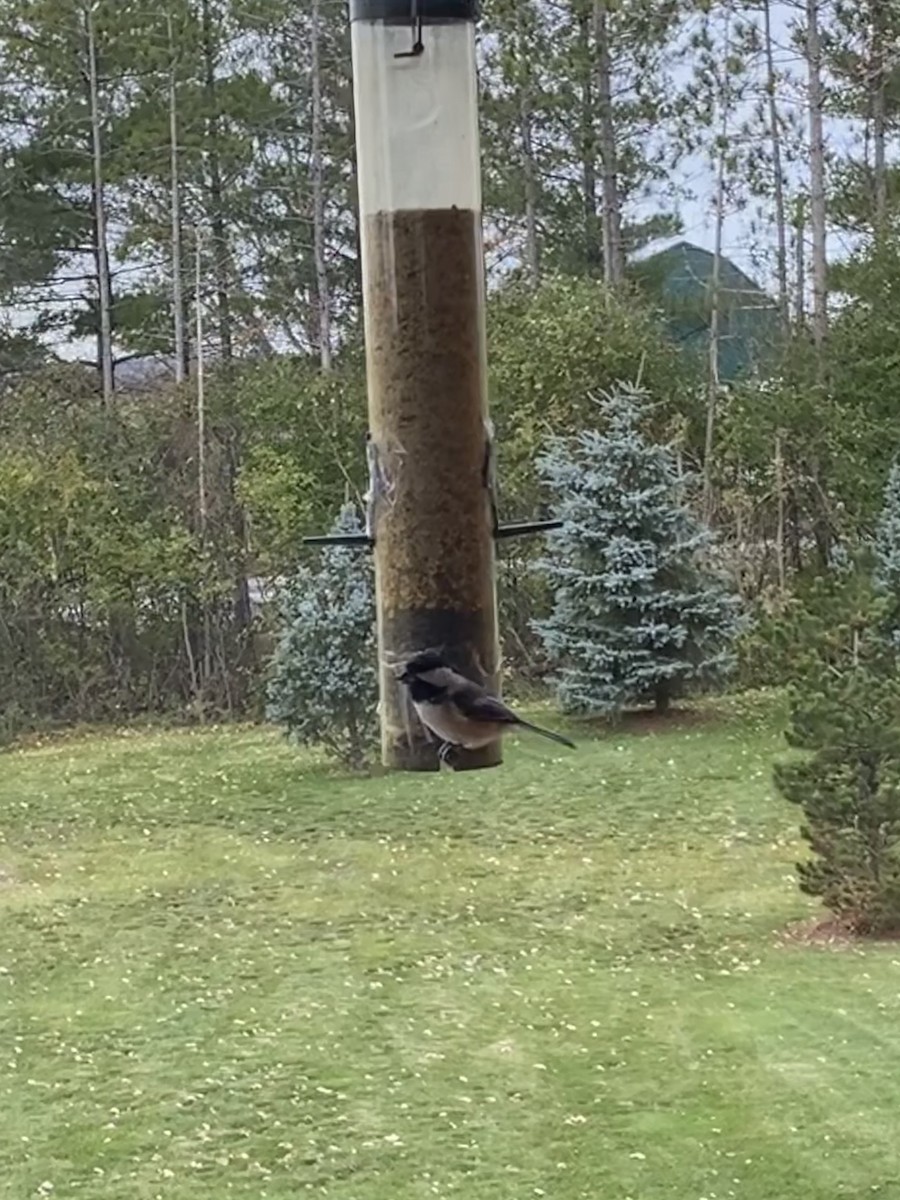 Black-capped Chickadee - Brittany King