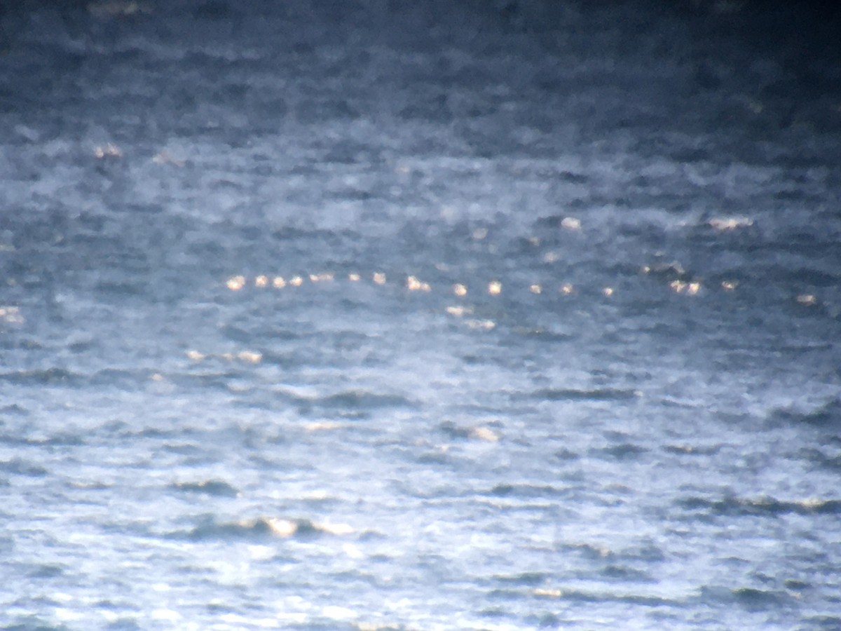 Long-tailed Duck - Larry Therrien