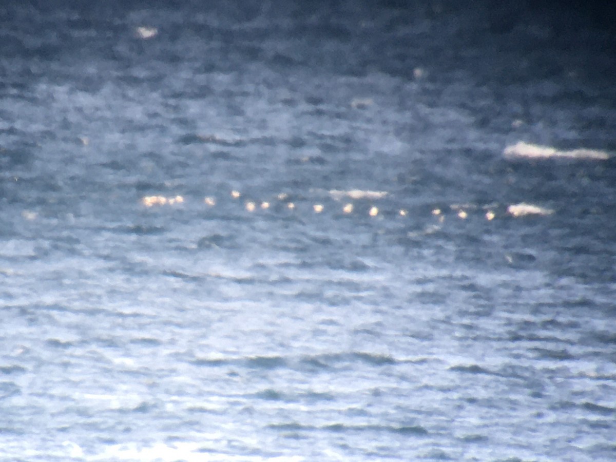 Long-tailed Duck - ML277050121