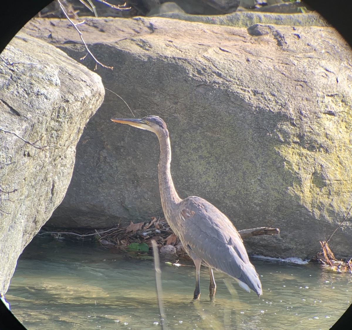 Great Blue Heron - Steve Gautier