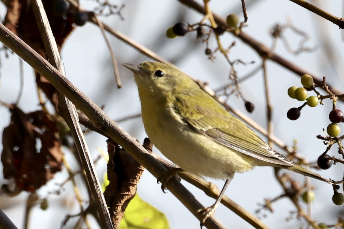møllparula - ML277050841