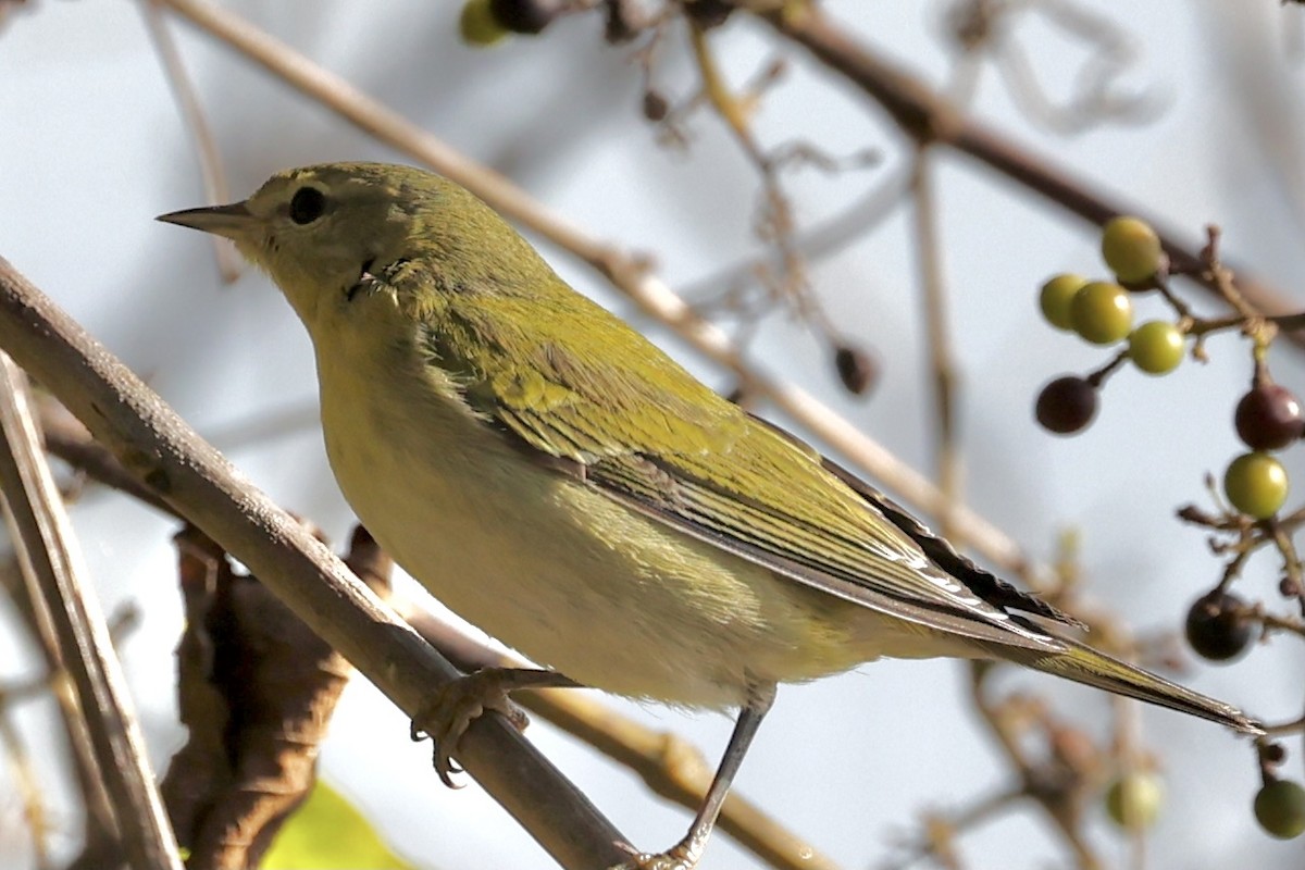 møllparula - ML277050861