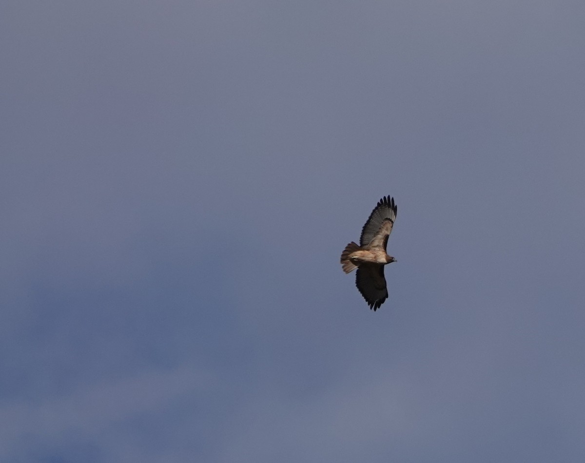 Red-tailed Hawk - ML277052561