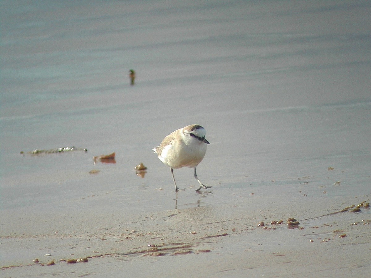 White-fronted Plover - ML277052711