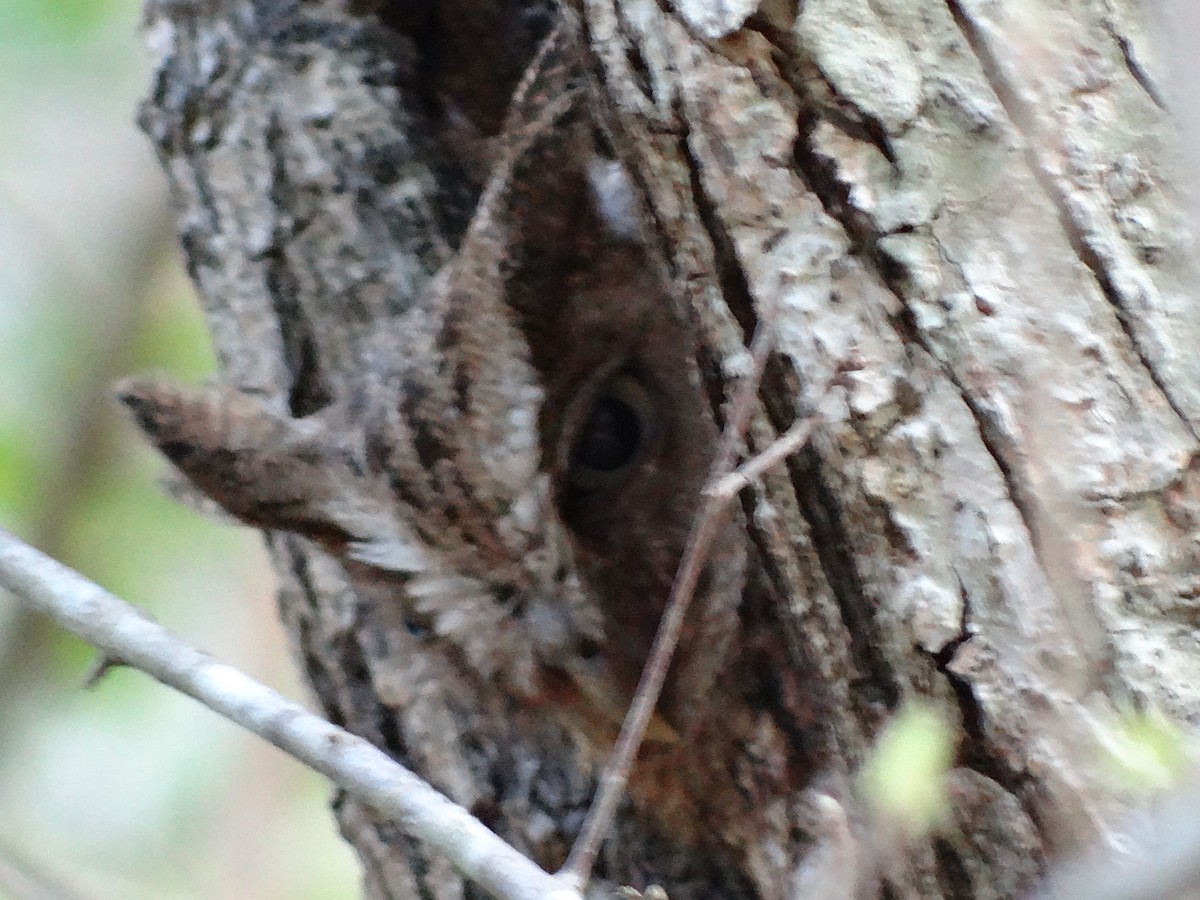 Middle American Screech-Owl - ML27705341