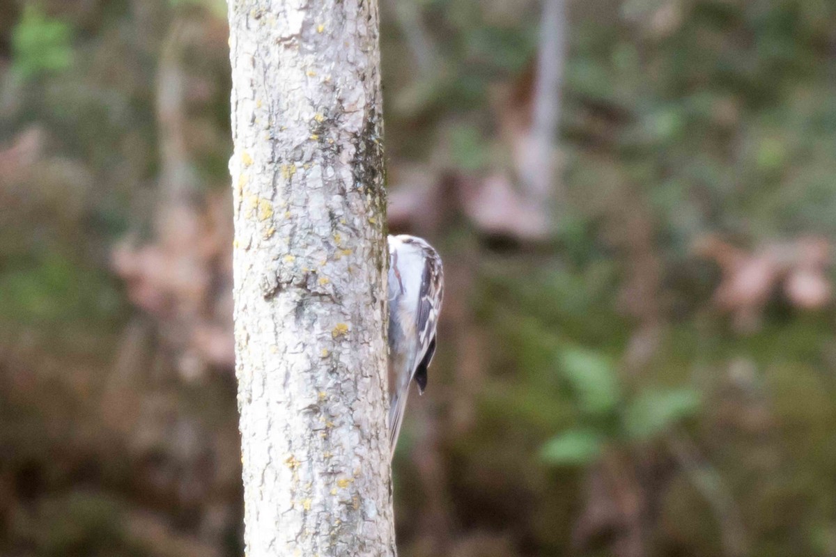 Brown Creeper - ML277054351