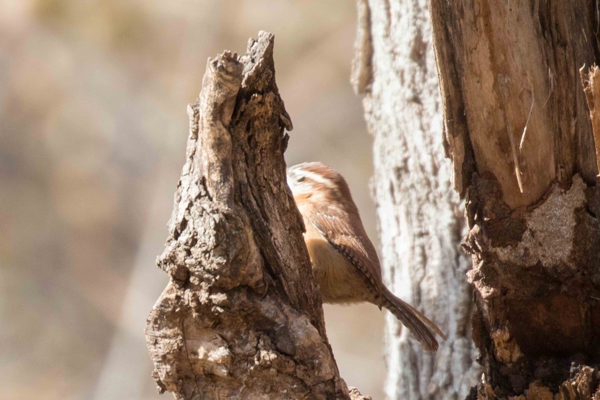 Carolina Wren - ML277054371
