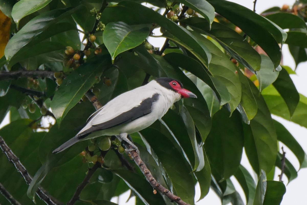 Black-tailed Tityra - ML277054381