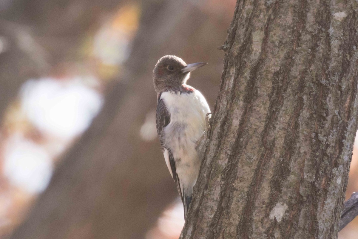 Red-headed Woodpecker - ML277054551