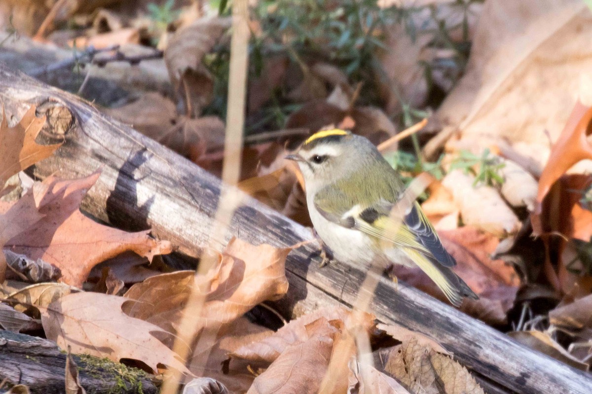 Golden-crowned Kinglet - ML277054641