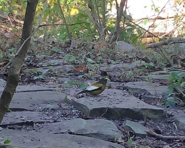 Evening Grosbeak - ML277055371