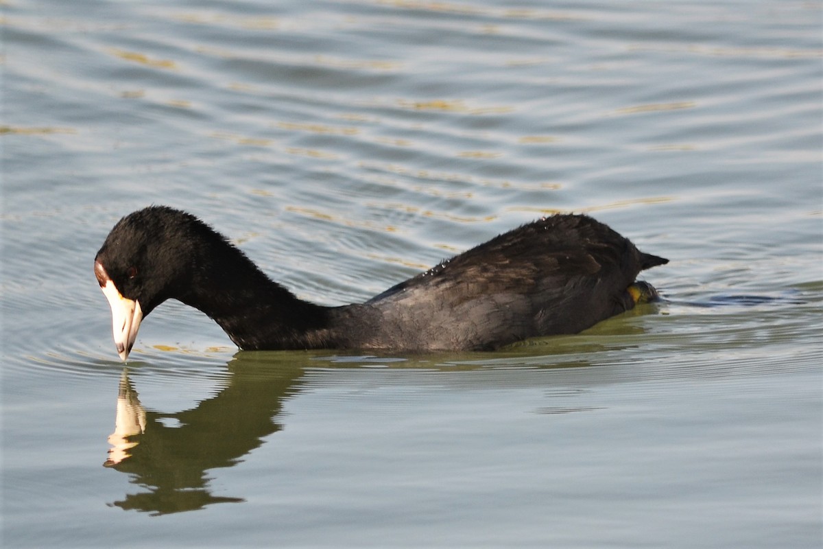 American Coot - ML277056741