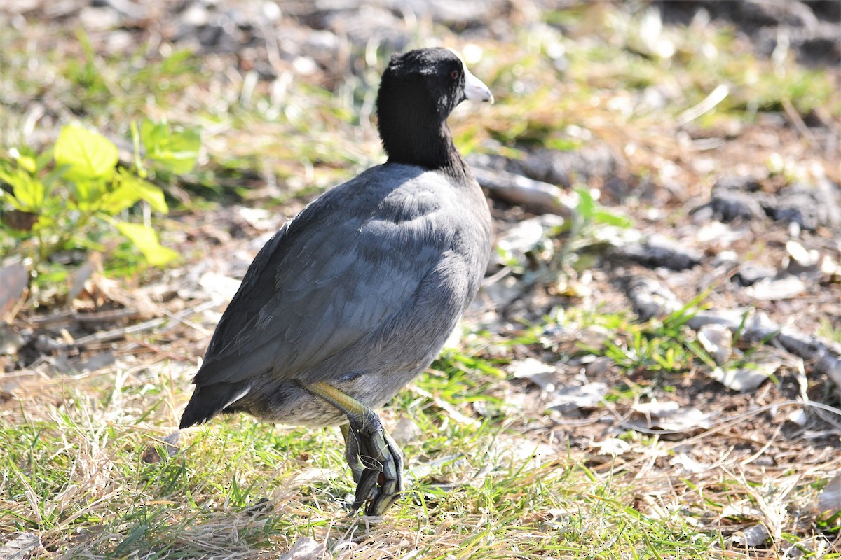 American Coot - ML277057021