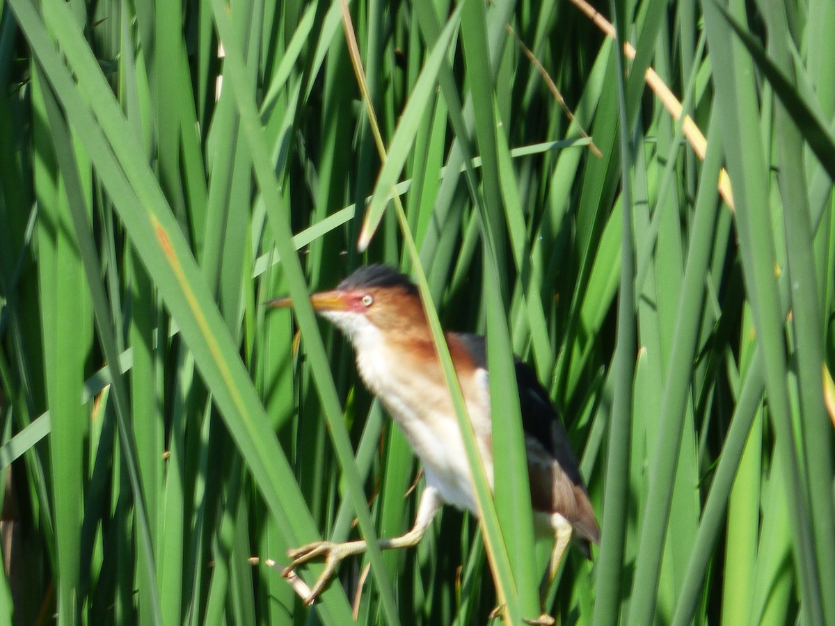 Least Bittern - ML27705751