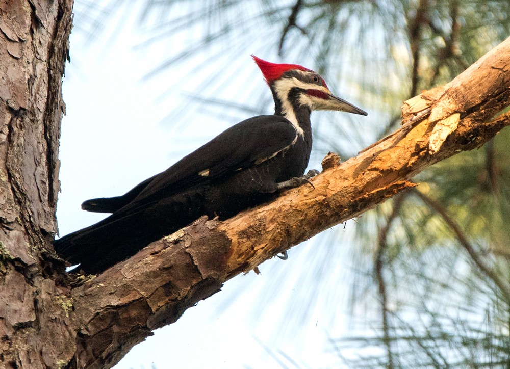 Pileated Woodpecker - William Wise