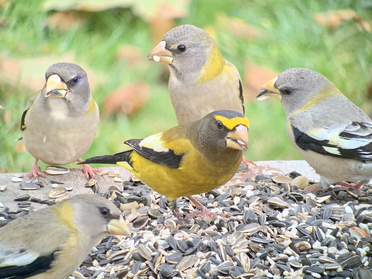 Evening Grosbeak - ML277058981