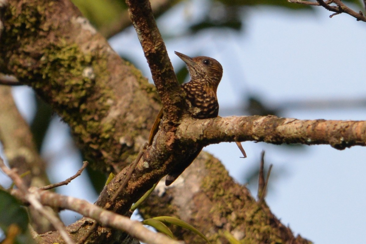 Carpintero del Chocó - ML277062491