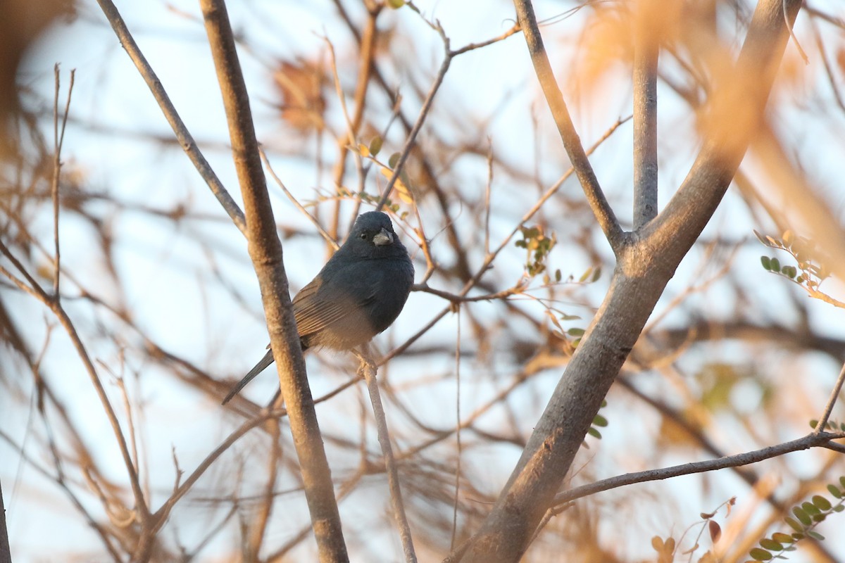 Blue Seedeater (Slate-blue) - ML277062961
