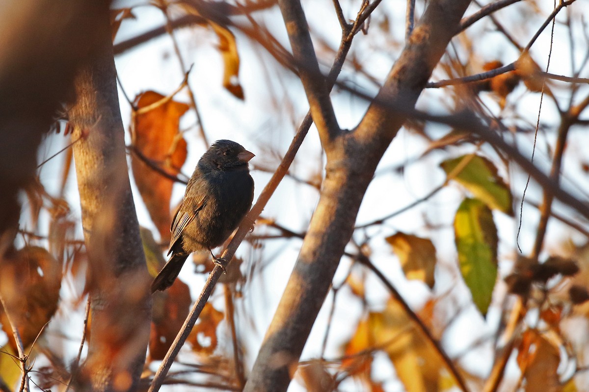 Blue Seedeater (Slate-blue) - ML277062971