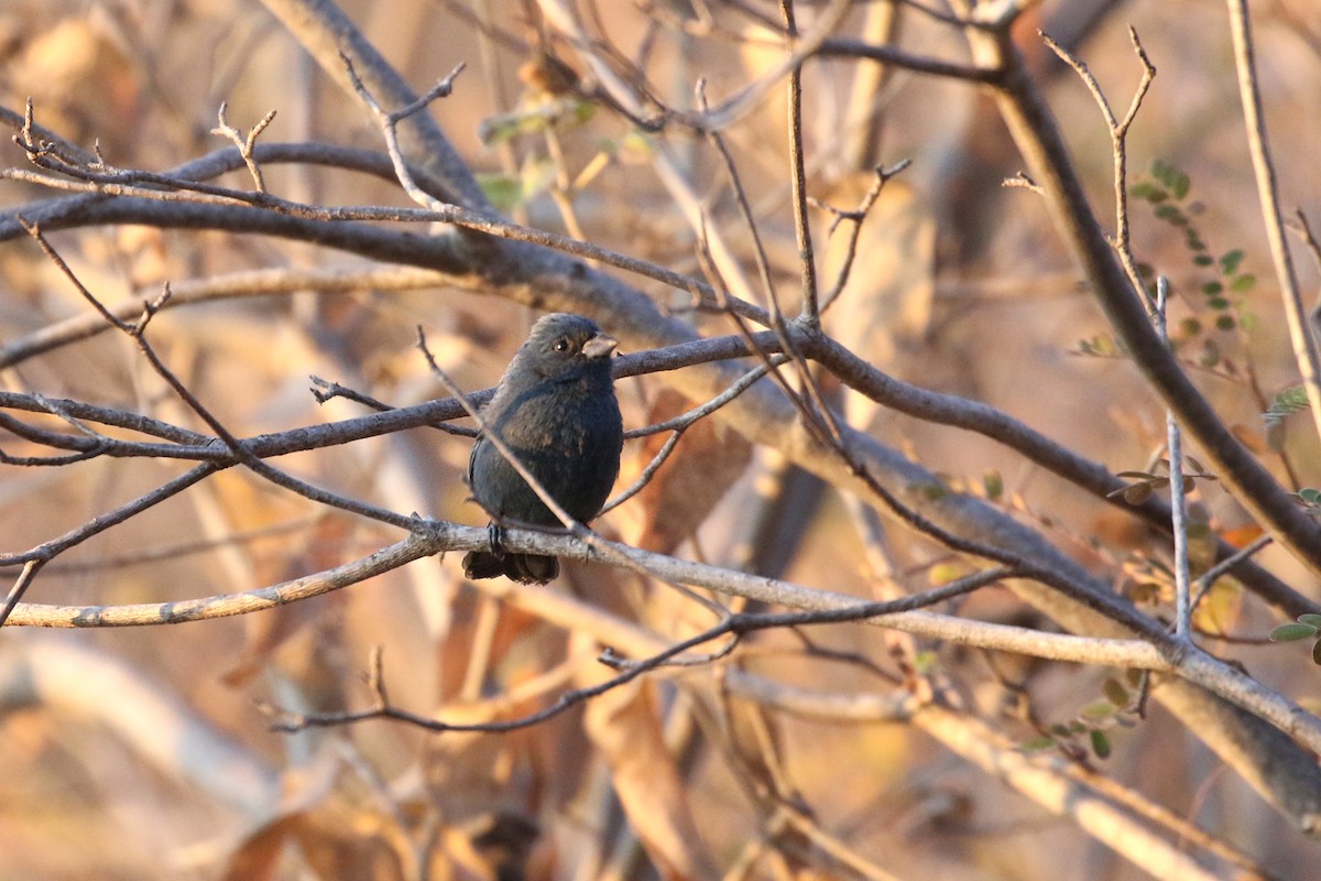 Blue Seedeater (Slate-blue) - ML277062981