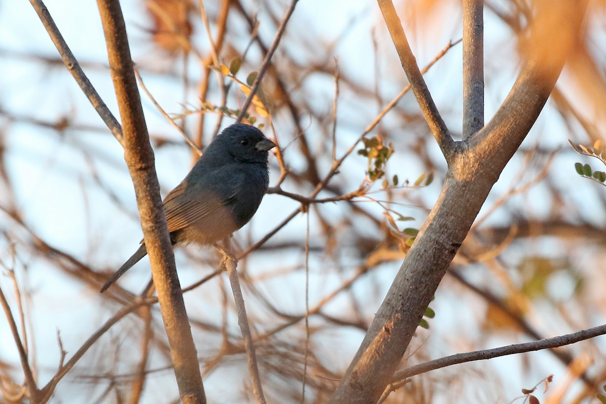Blue Seedeater (Slate-blue) - ML277062991