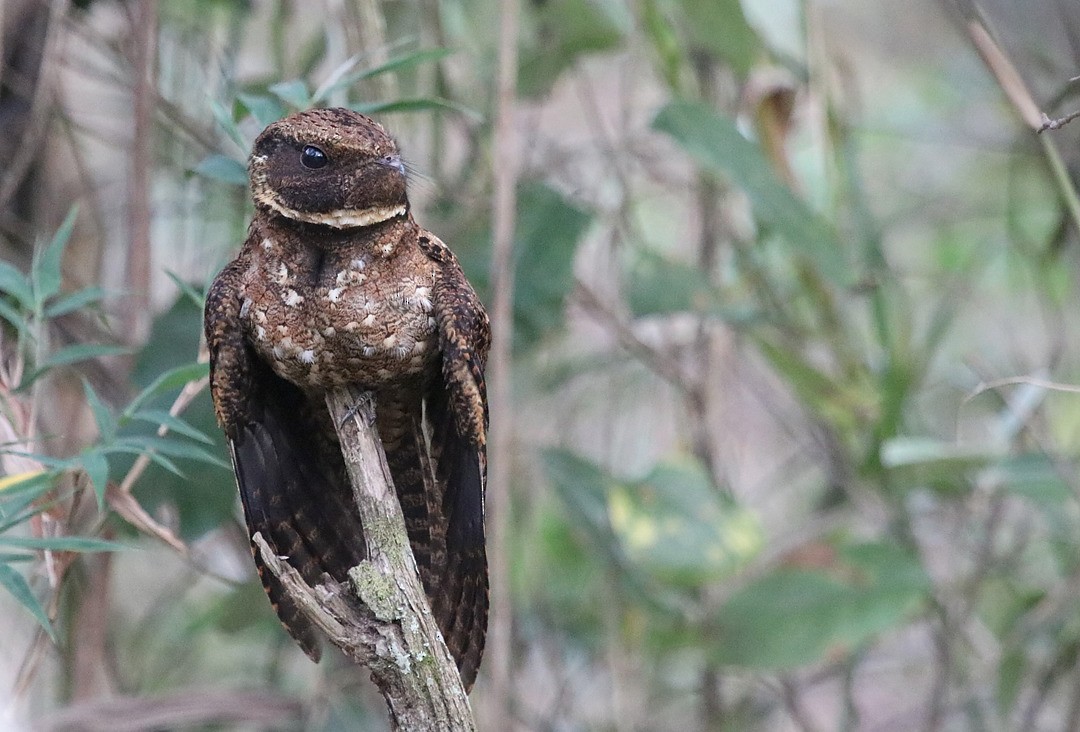 Rufous Nightjar - ML277063841