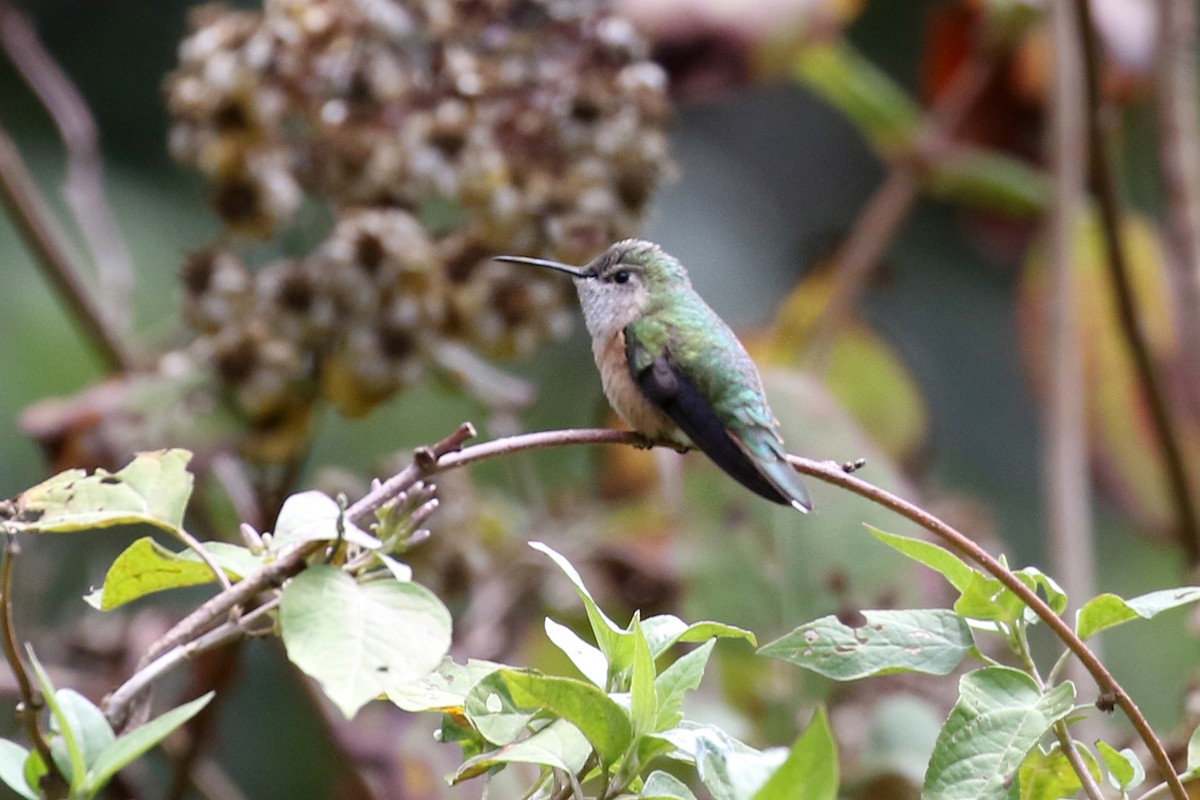 Broad-tailed Hummingbird - ML277064401