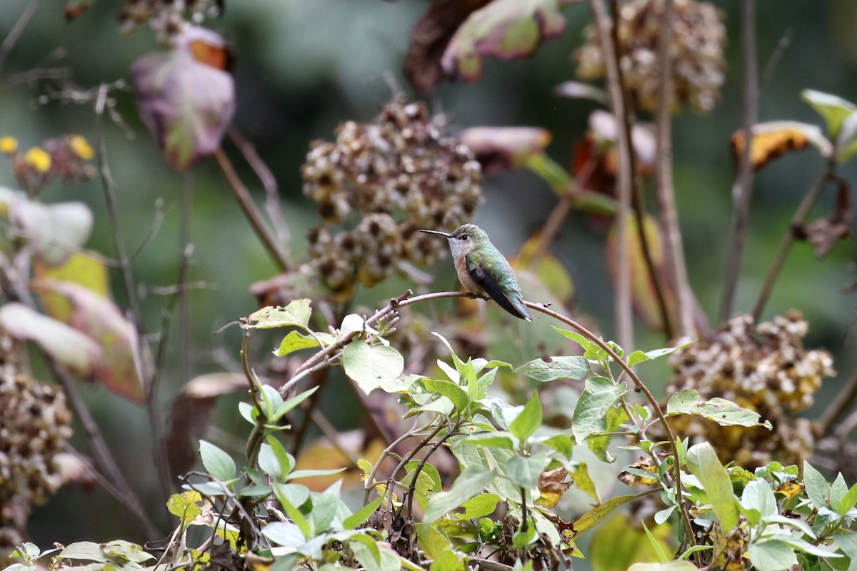 Broad-tailed Hummingbird - ML277064421