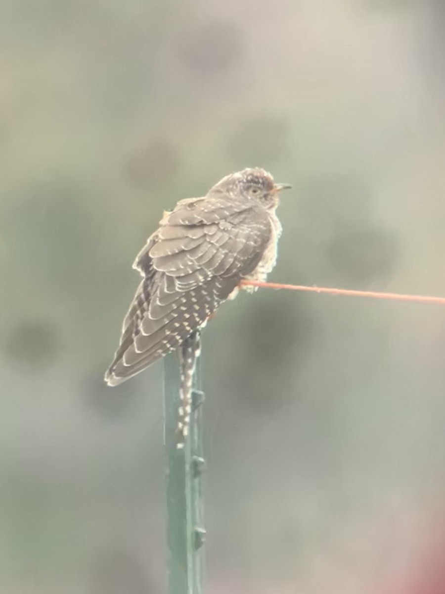 Common Cuckoo - ML277066301