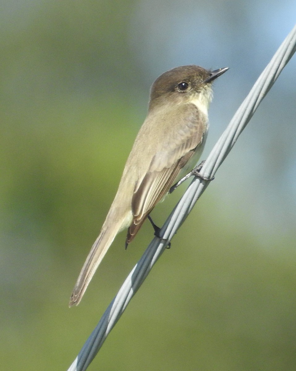 Eastern Phoebe - ML277067291