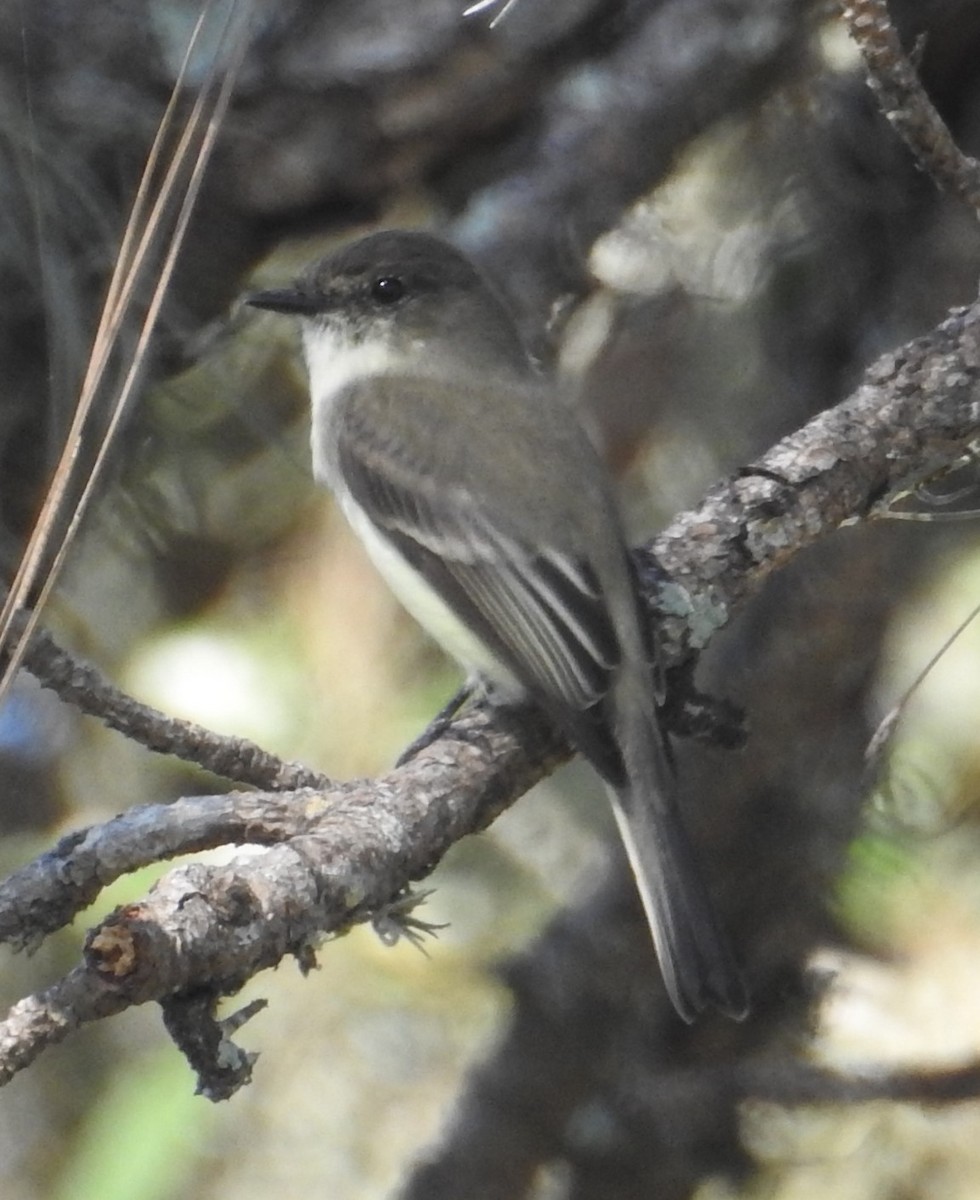 Eastern Phoebe - ML277067571