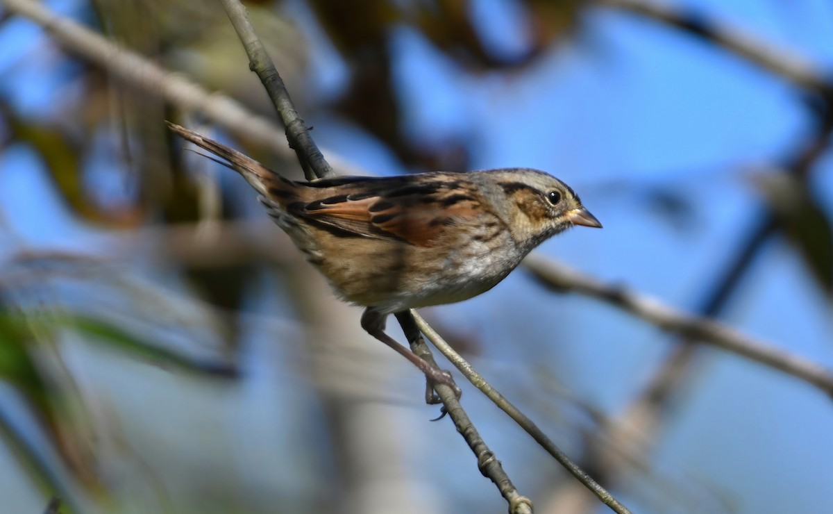 Swamp Sparrow - ML277069061