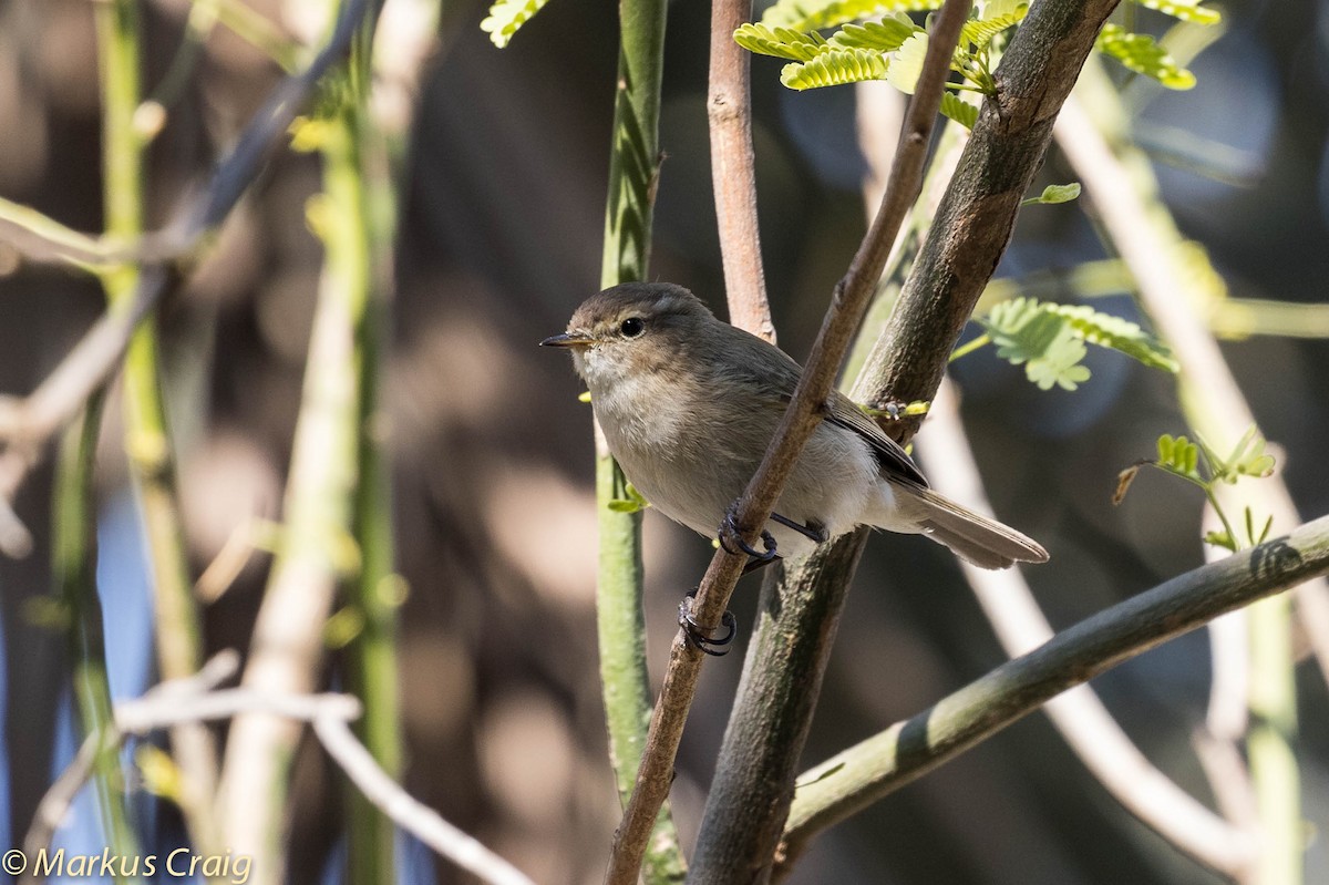 Mosquitero Montano (lorenzii) - ML27706941